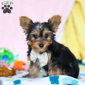 Ollie, Yorkie Puppy